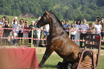 People looking at horse competition on grassy field at public park