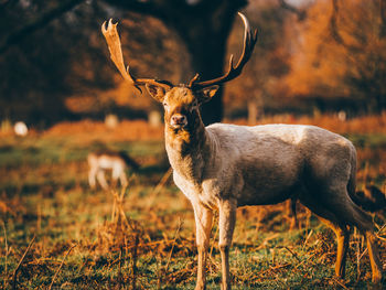 Deer standing on field during autumn