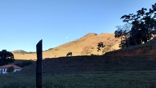 Low angle view of horse against clear blue sky