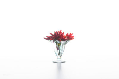 Close-up of red flower vase against white background