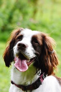 Close-up of a dog looking away