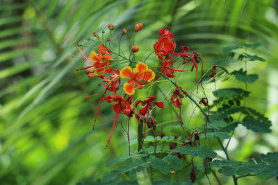 Close-up of red flowers on plant