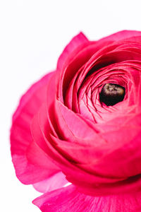 Close-up of pink rose