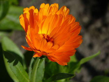 Close-up of orange flower