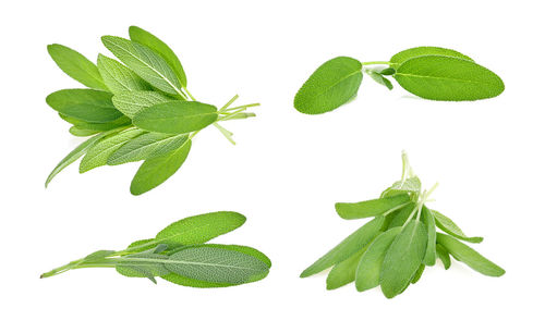 Close-up of leaves against white background