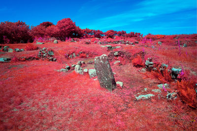View of red trees on landscape