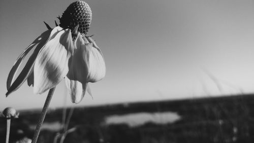 Close-up of flowers