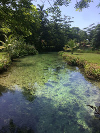 Scenic view of lake in forest against sky