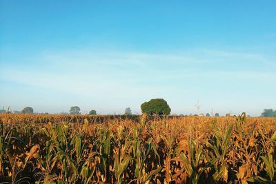 Crops growing on field against clear blue sky