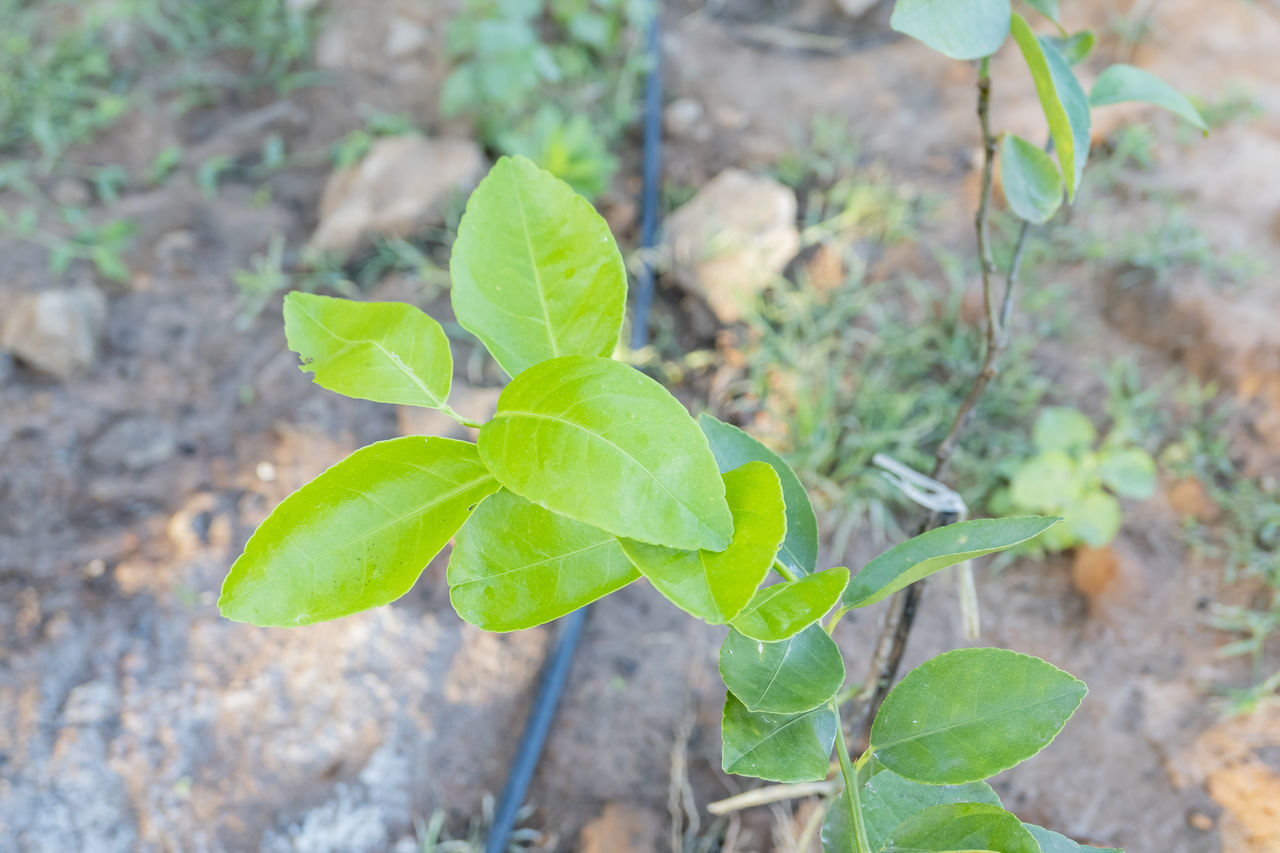 CLOSE-UP OF SMALL PLANT