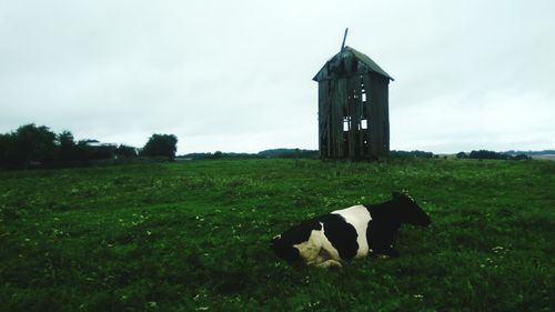 Horse on field against sky