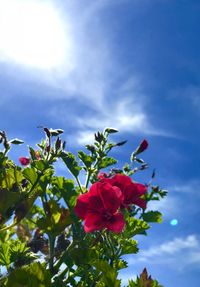 Low angle view of flowering plant against sky