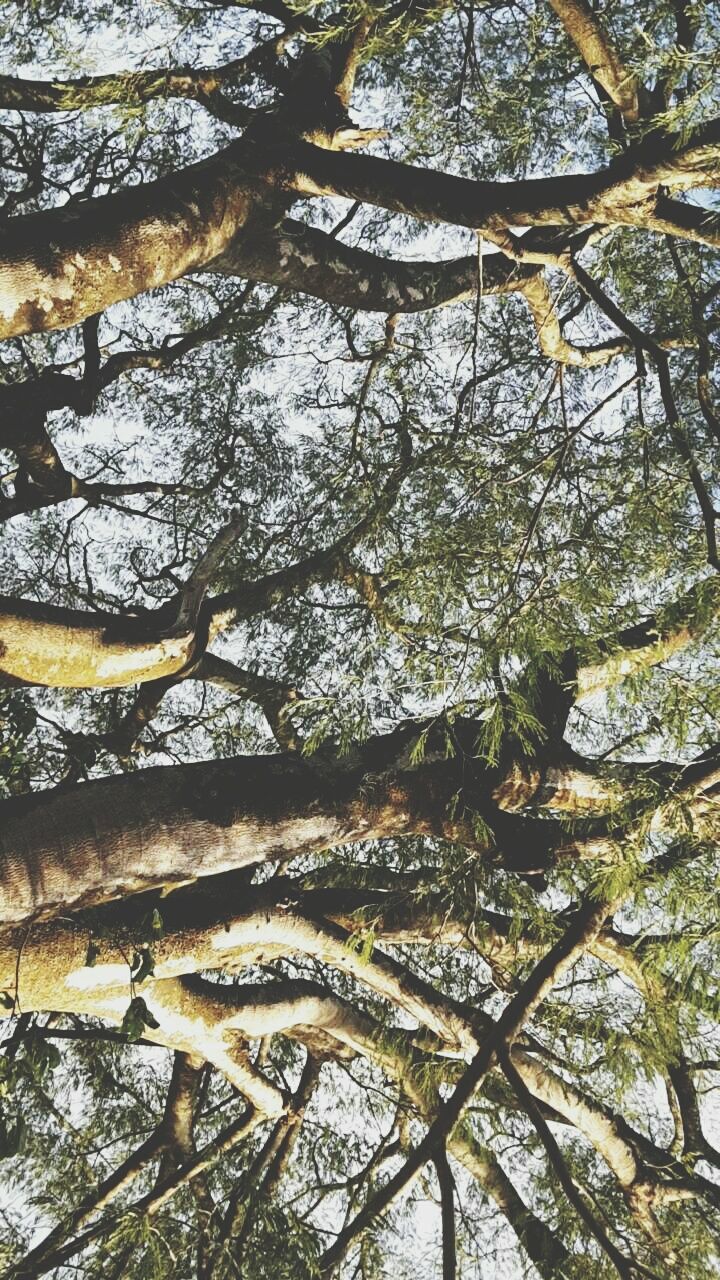 tree, branch, tranquility, tree trunk, growth, nature, low angle view, beauty in nature, tranquil scene, bare tree, scenics, forest, sky, day, outdoors, no people, sunlight, idyllic, non-urban scene, woodland