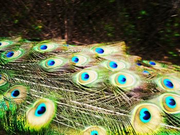 Close-up of peacock feather on field