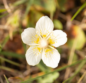 Close-up of white flowering plant