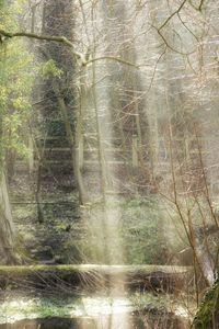 Trees in forest