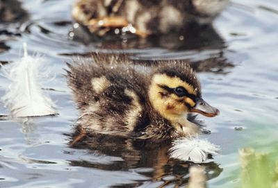 High angle view of ducklings swimming on lake