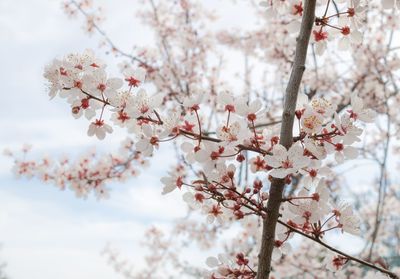 Close-up of cherry blossoms in spring