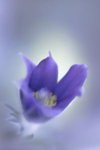 Close-up of purple flower