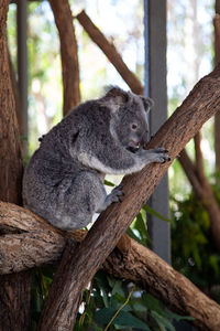 Koala sitting on tree trunk