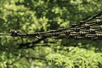 Close-up of barbed wire fence