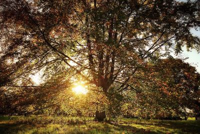 Sun shining through trees