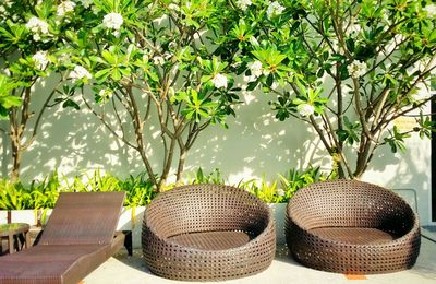 Empty whicker chairs against plants on sunny day