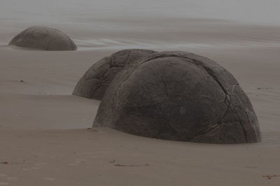 Close-up of cat sleeping 