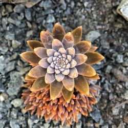 High angle view of flowering plant on field