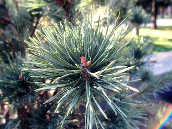 Close-up of plant against blurred background