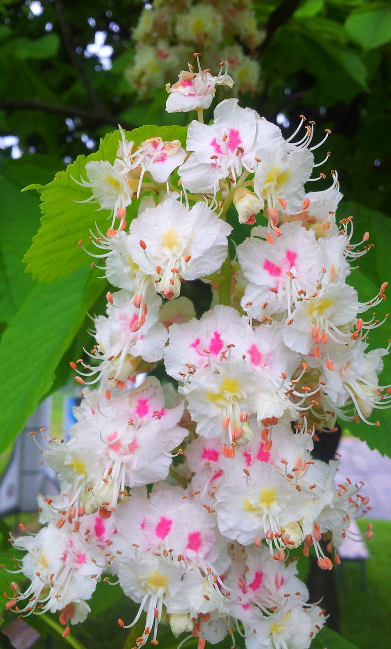 flower, freshness, fragility, growth, petal, beauty in nature, pink color, nature, close-up, blooming, flower head, in bloom, leaf, focus on foreground, branch, plant, blossom, low angle view, tree, white color