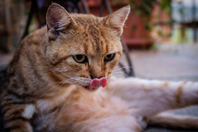 Close-up portrait of cat