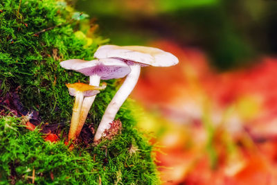 Close-up of mushroom growing outdoors