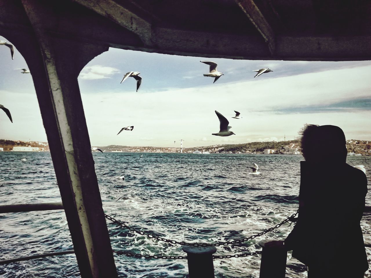 SEAGULL FLYING OVER BEACH