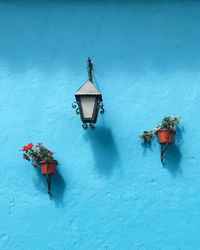 Low angle view of potted plant mounted on wall