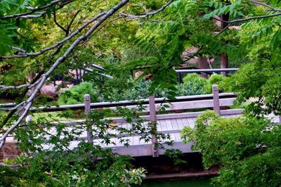 Plants by railing against trees