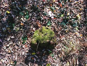 High angle view of plant leaves on field