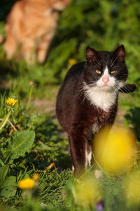 Portrait of a cat on field