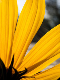 Close-up of yellow flower pollen