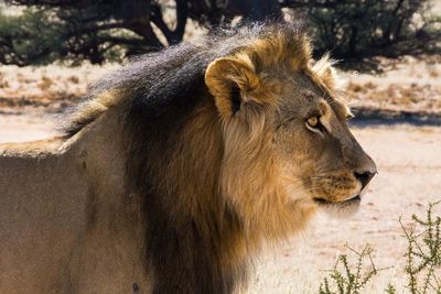 Close-up of lioness