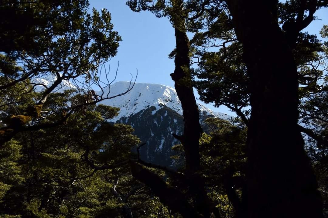 TREES IN MOUNTAINS