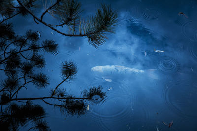 Reflection of trees in lake