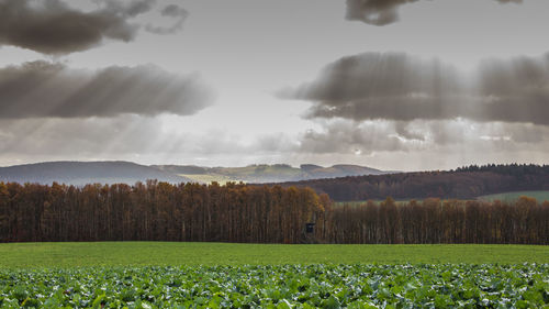 Scenic view of agricultural field against sky