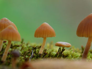 Close-up of mushroom growing on field