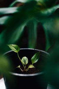 Close-up of plant