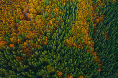 Aerial view of trees in forest