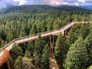 High angle view of footbridge in forest