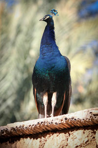 Low angle view of peacock perching on rooftop