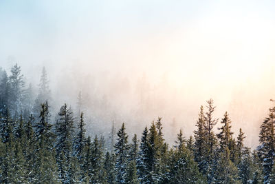 Trees in forest during foggy weather