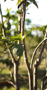 Close-up of plant